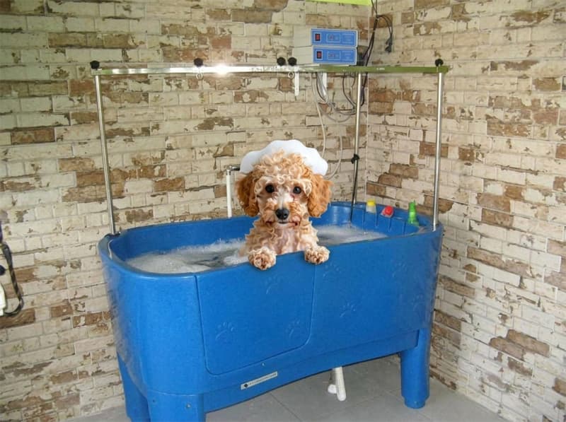 Clínica veterinaria y peluquería para tus mascotas en Vimianzo