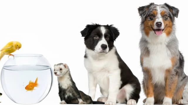 Actualidad del centro Veterinario Criaturas