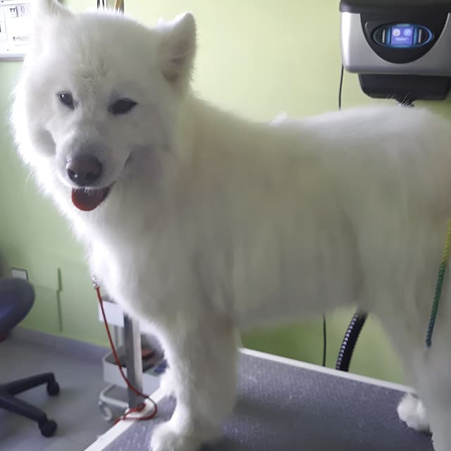 Clínica veterinaria y peluquería canina en Vimianzo