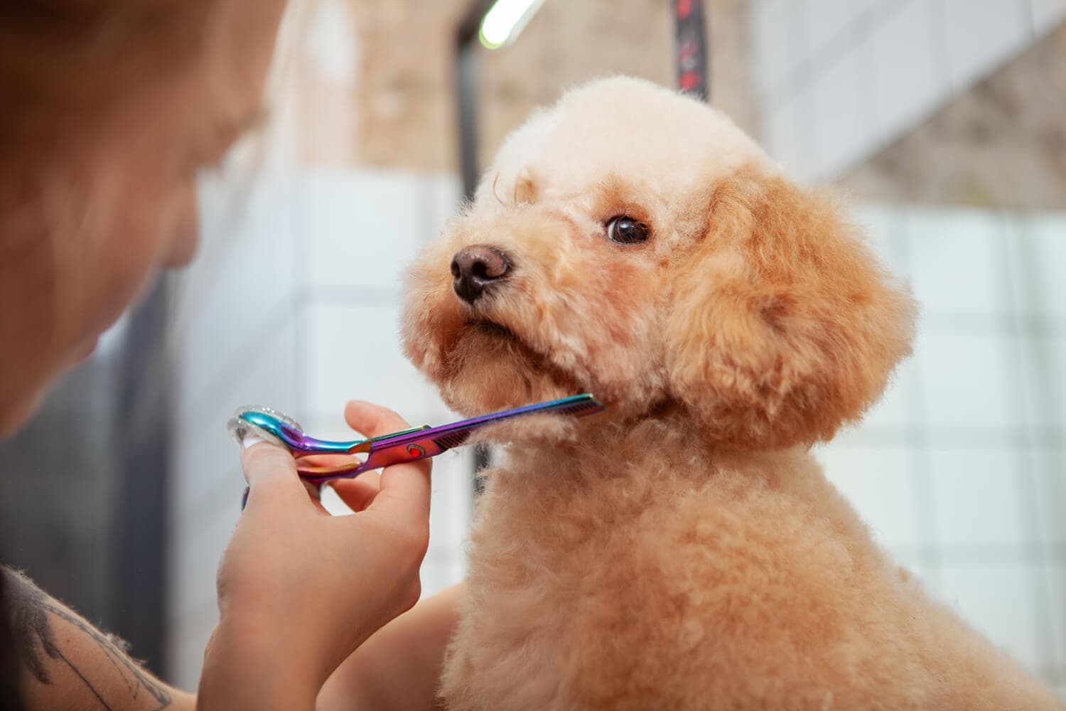 Clínica veterinaria en Vimianzo