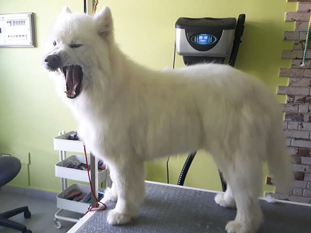 Criaturas. Clínica veterinaria en Vimianzo