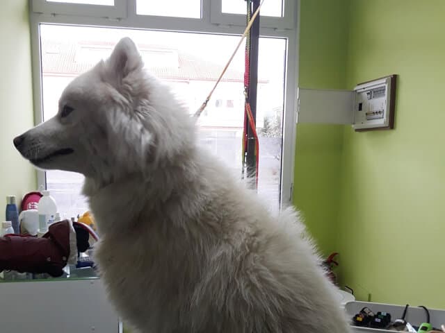 Criaturas. Clínica veterinaria en Vimianzo